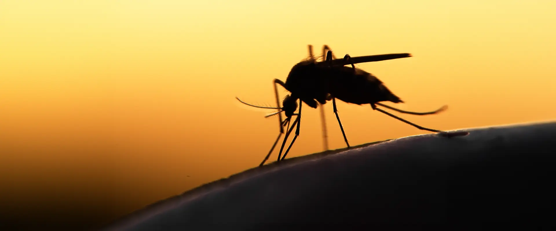 Lifecycle Of Malaria