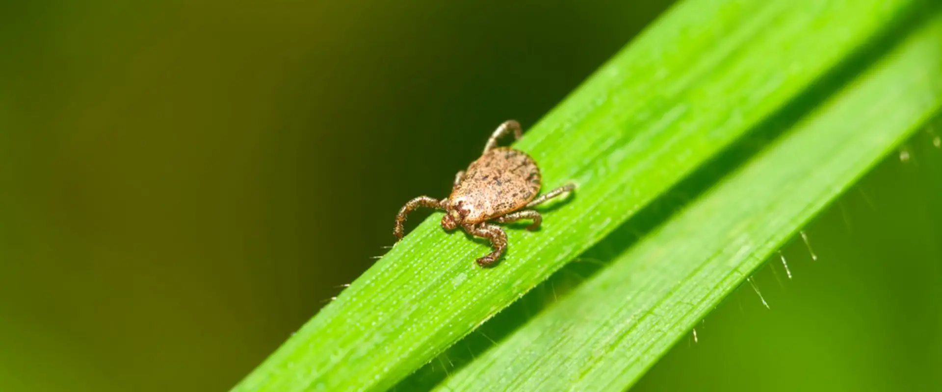 How to remove a tick?