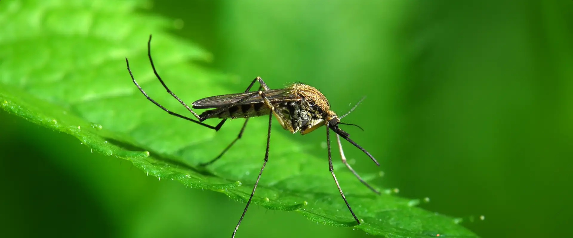 Mosquito Awareness Week