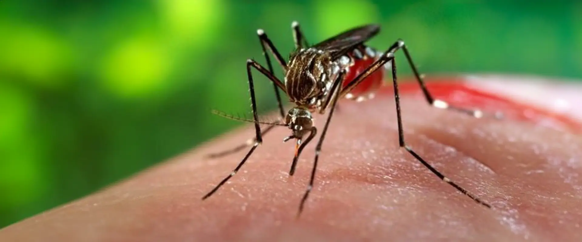 Outbreak of Chikungunya