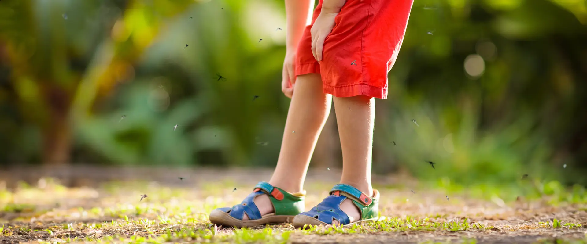 Home Mosquito Control – The Benefits Of Starting Early