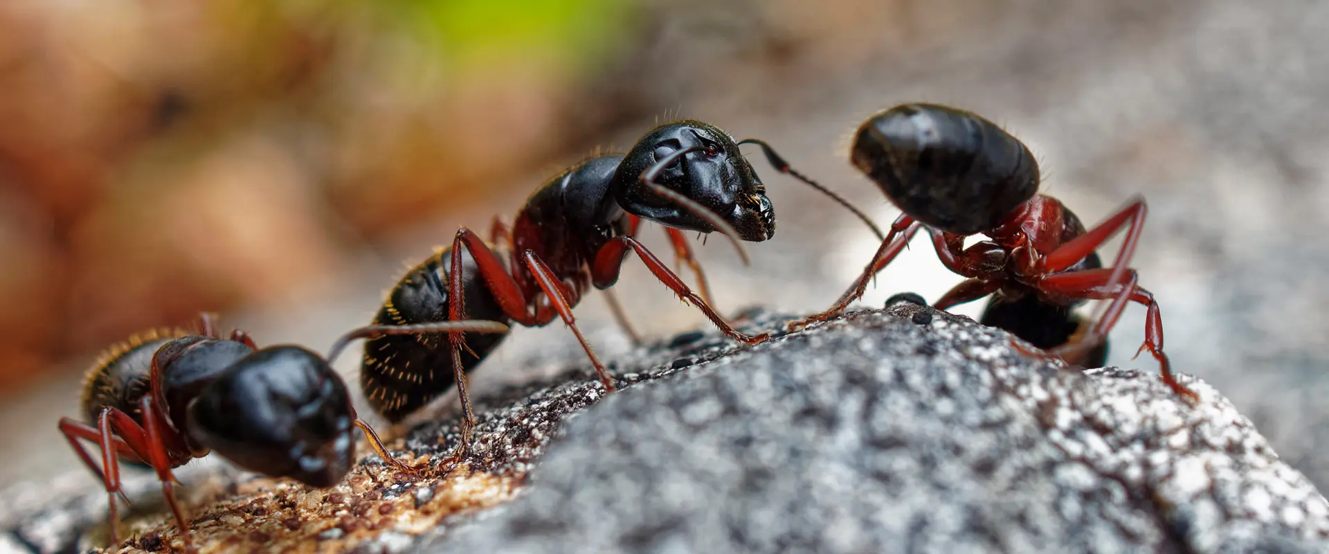 Controlling Ants in Springtime: A Guide for Annapolis, Maryland Residents