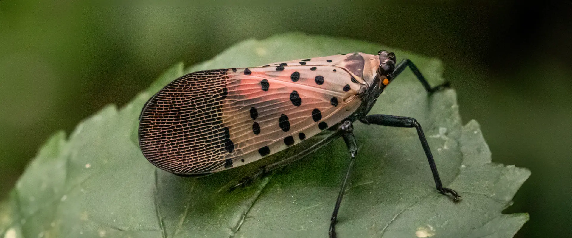 What Kills Lantern Flies? Answered