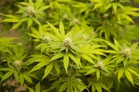 Is it the end of Thailand's weed wonderland?