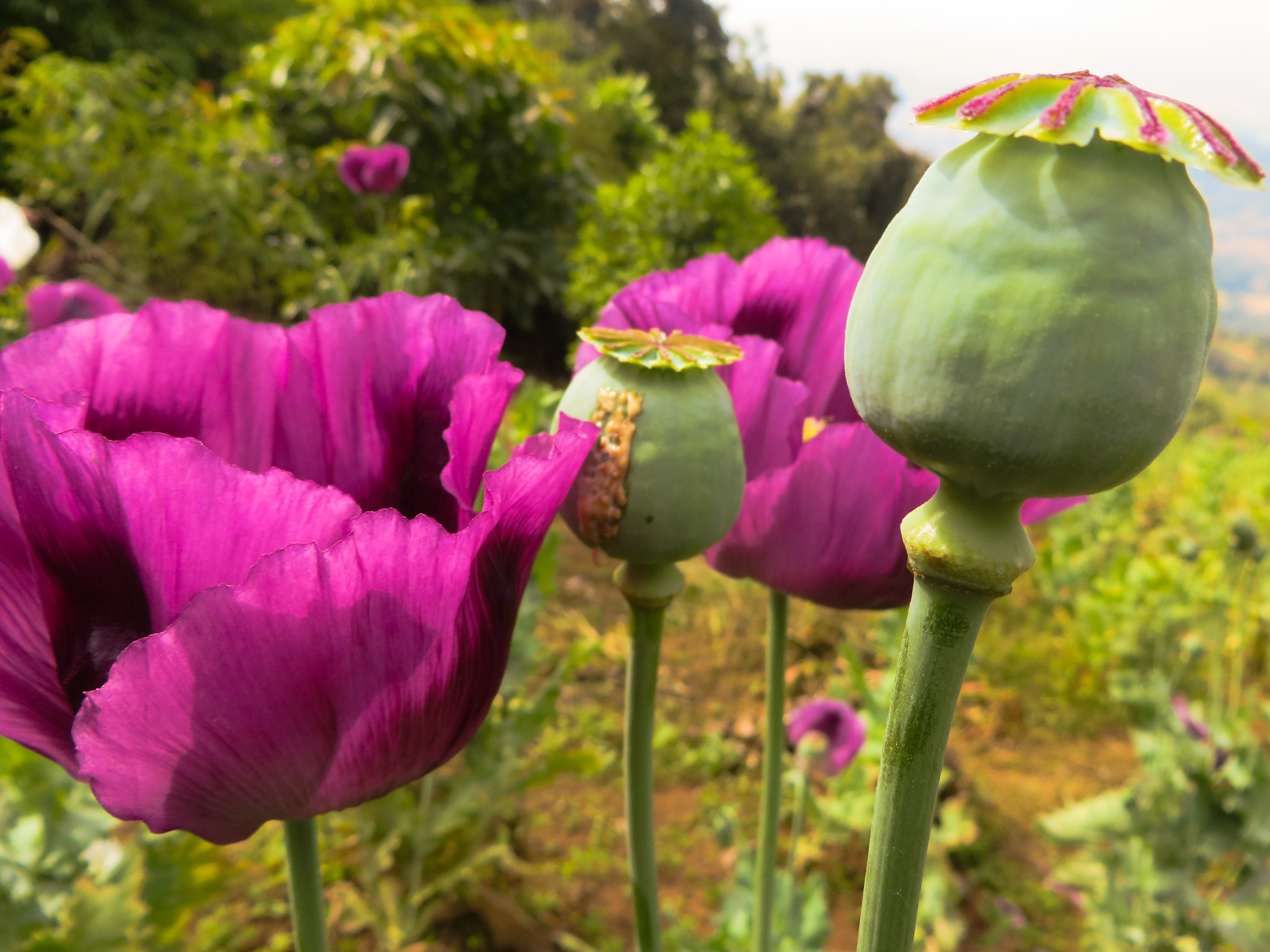 Launch of the Myanmar Opium Survey 2025