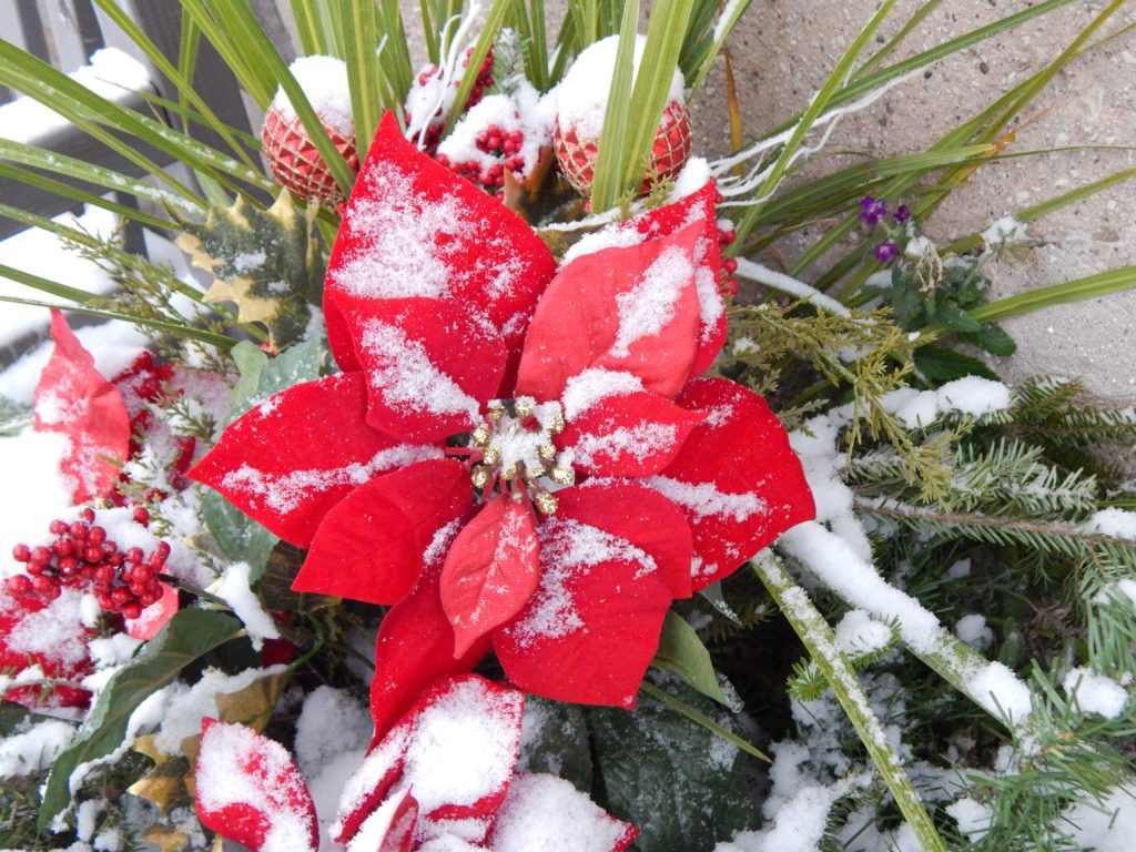 pointsettias with snow on it