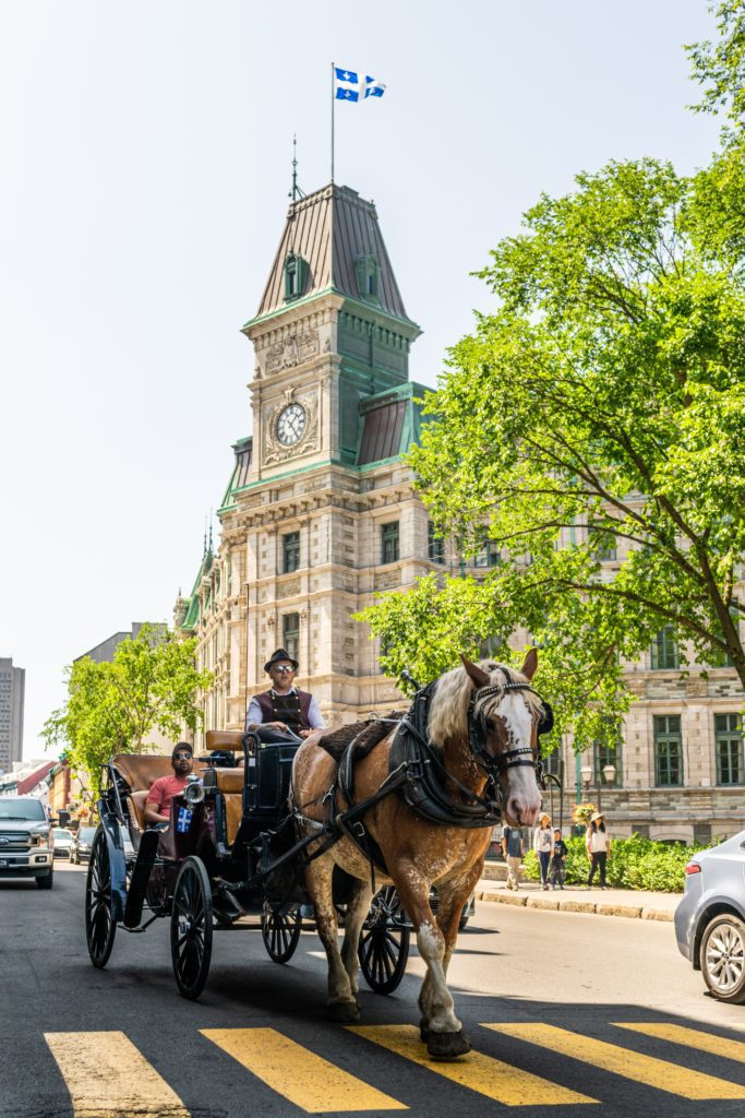 horse drawn carriage used for wedding transportation