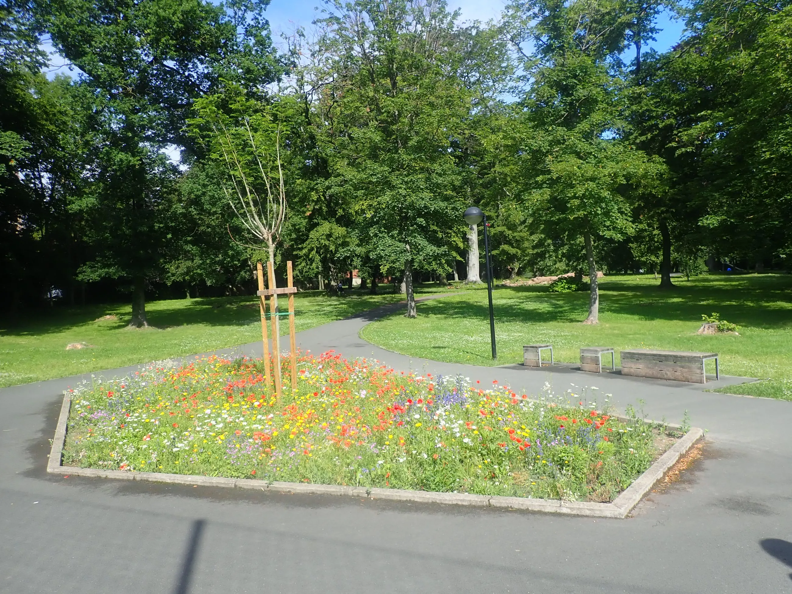 Prairie fleurie dans un parc