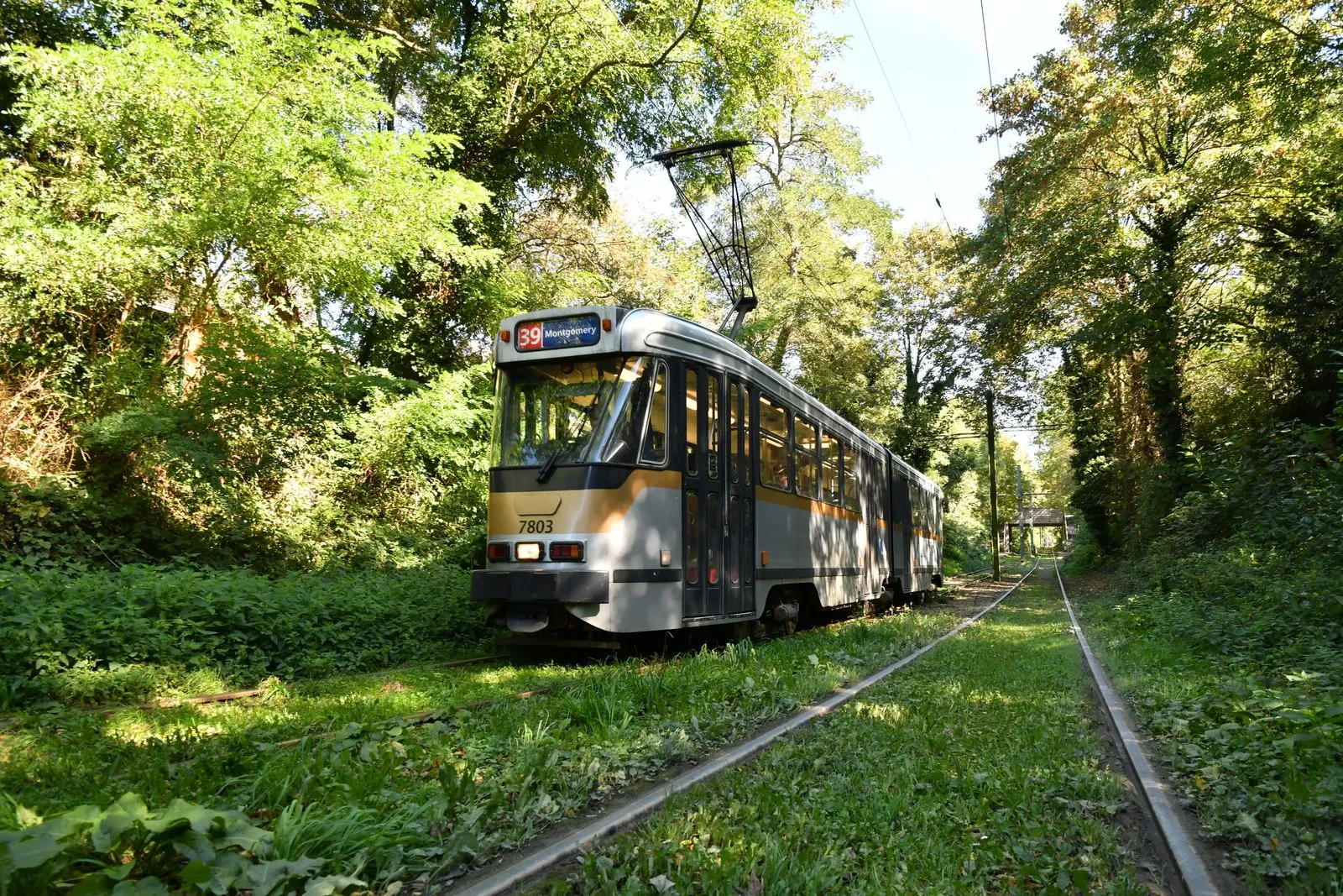 Voie de tram végétalisée