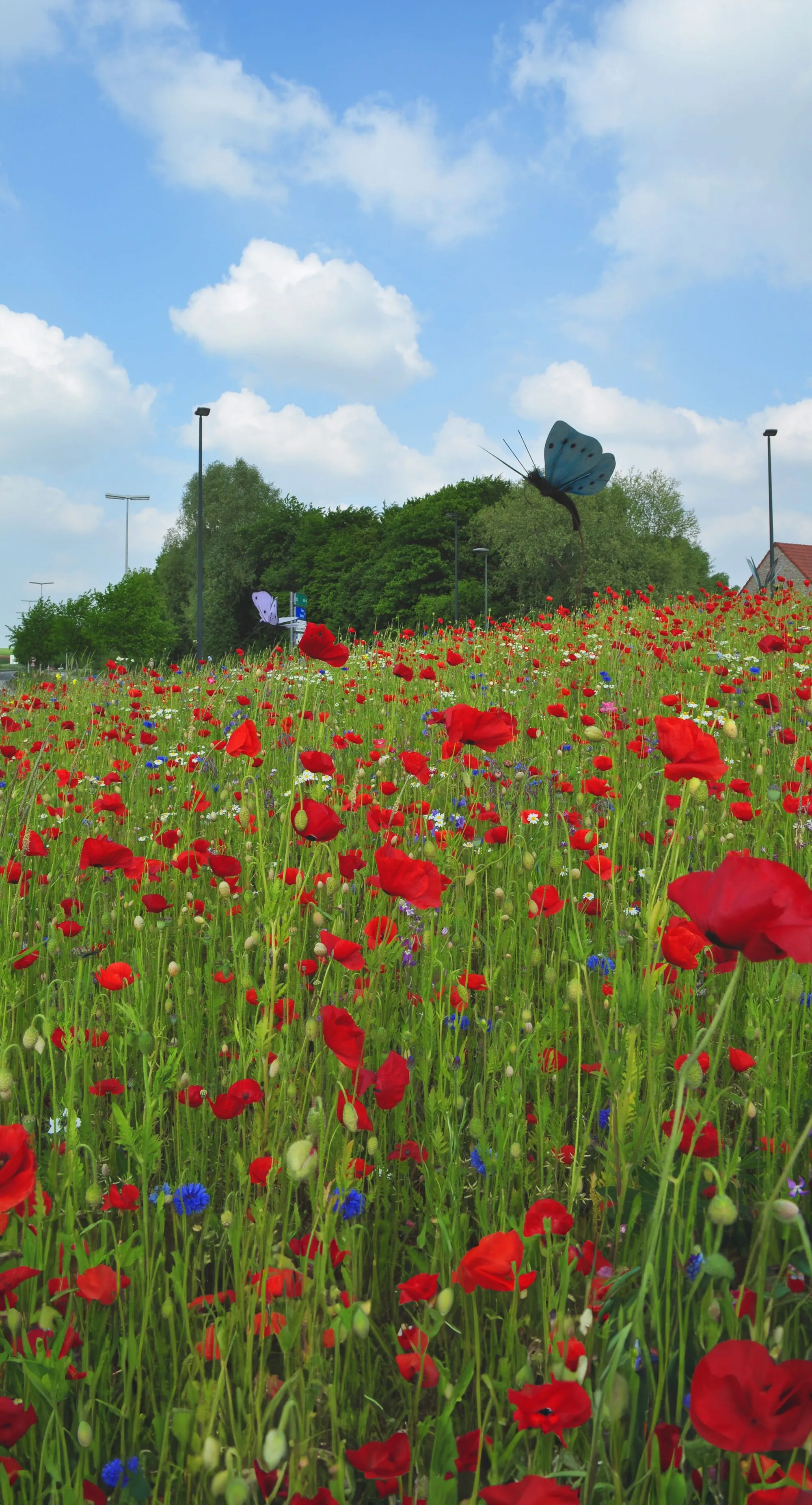 Prairie fleurie dans un rond-point