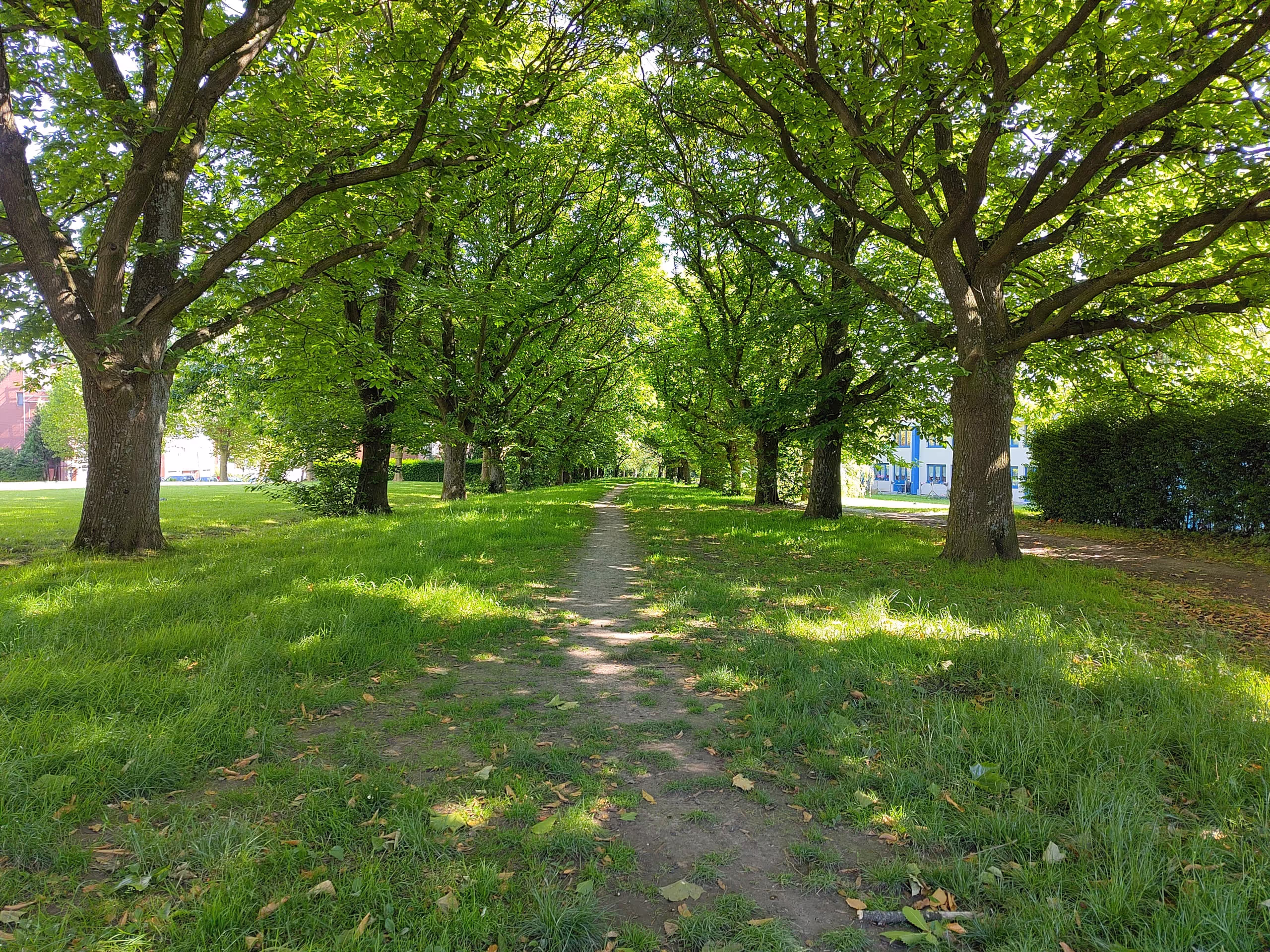 Sentier arboré dans un parc
