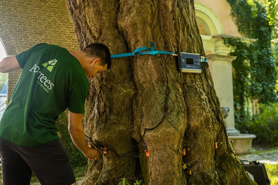 Arboriste mettant en place un système de tomographie pour l'examen sanitaire d'un arbre