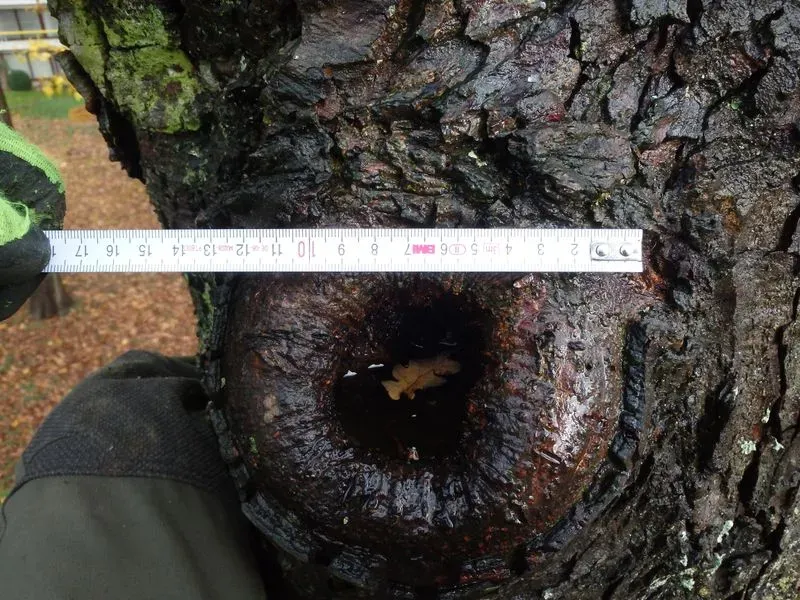 Etude d'une plaie d'un arbre