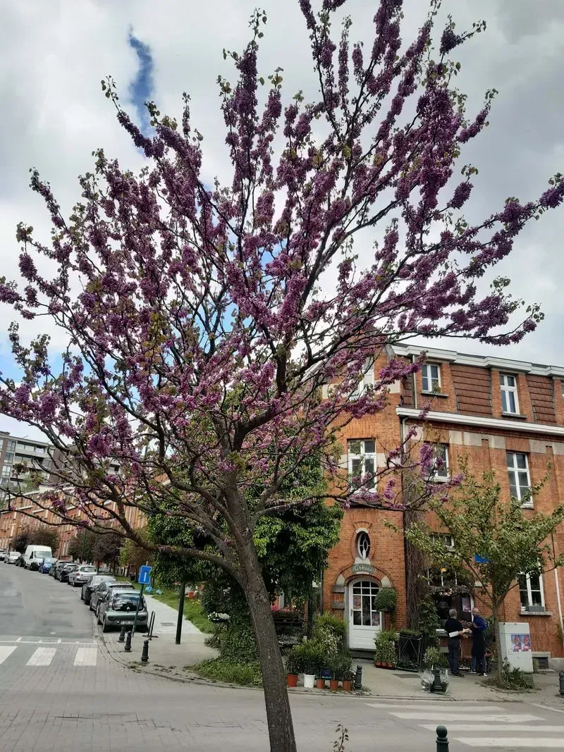 Rue arborée de Watermael-Boitsfort avec un cerisier