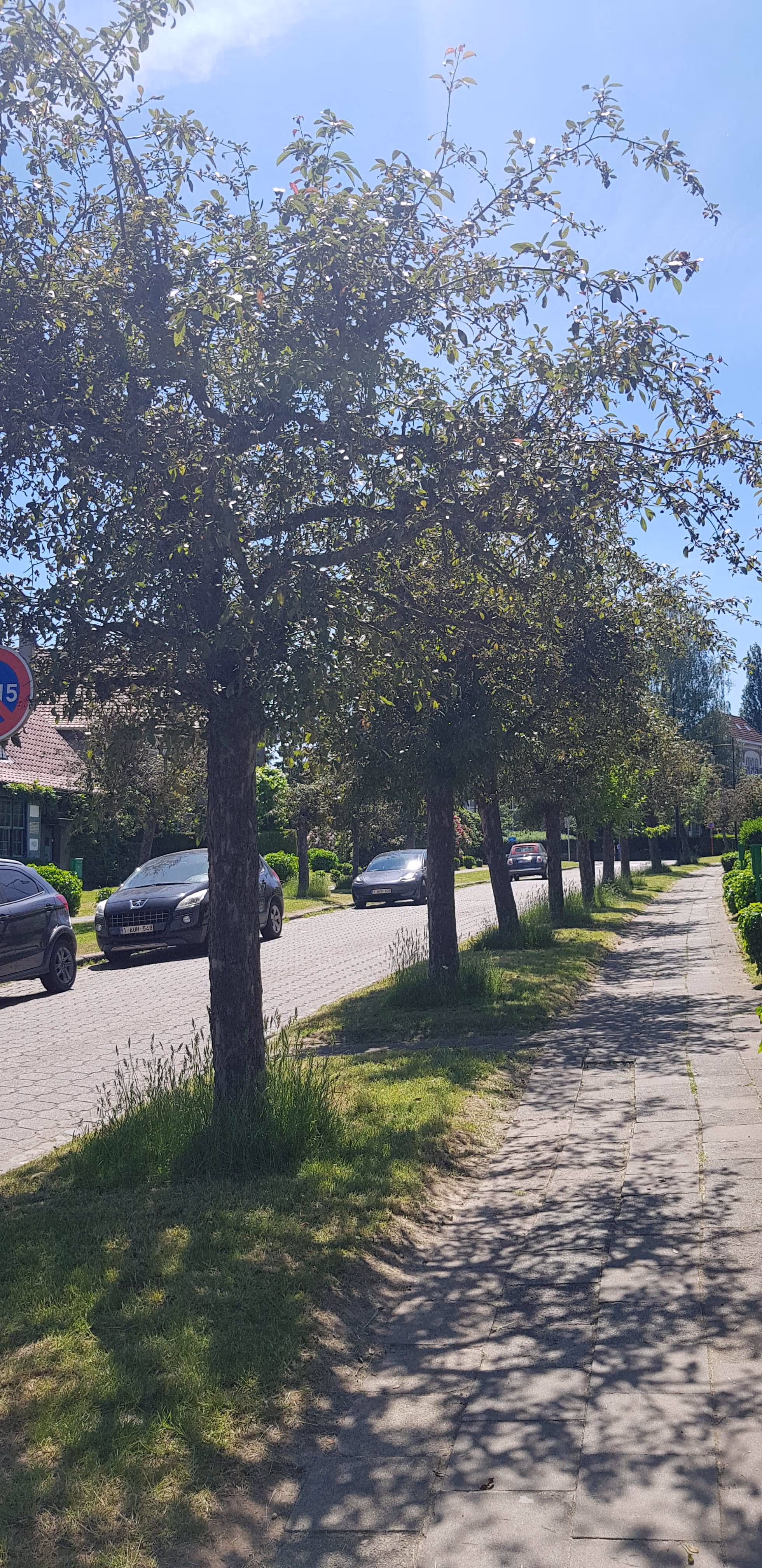 Rue arborée à Watermael-Boitsfort