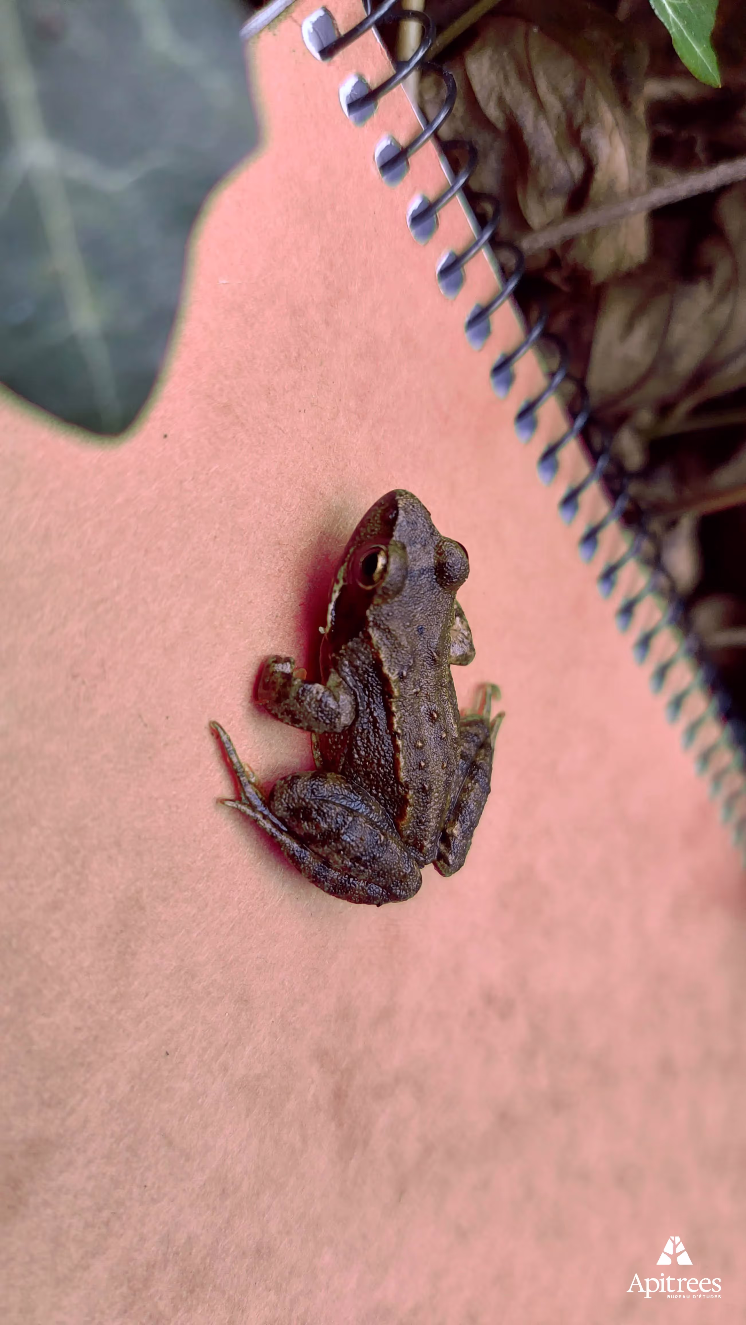 Batracien inventorié dans le Parc Boël