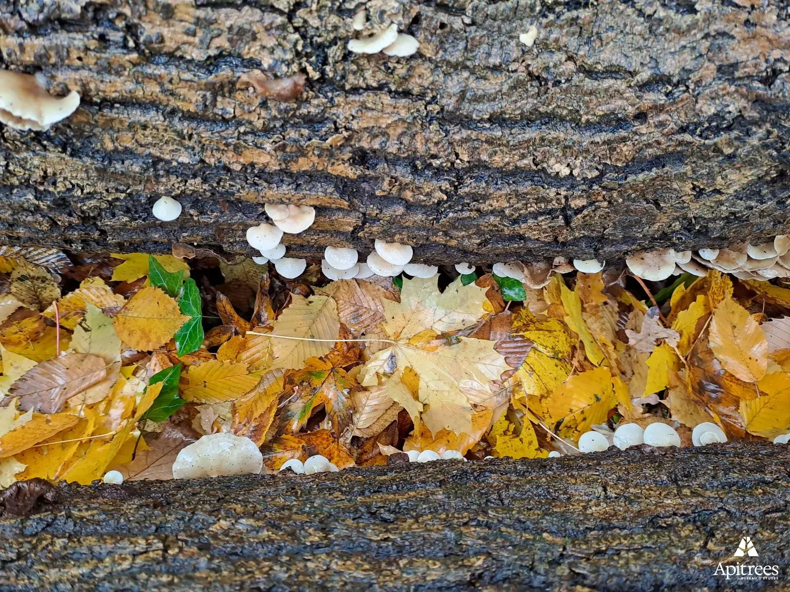 Champignons inventoriés sur du bois mort dans le Parc Boël