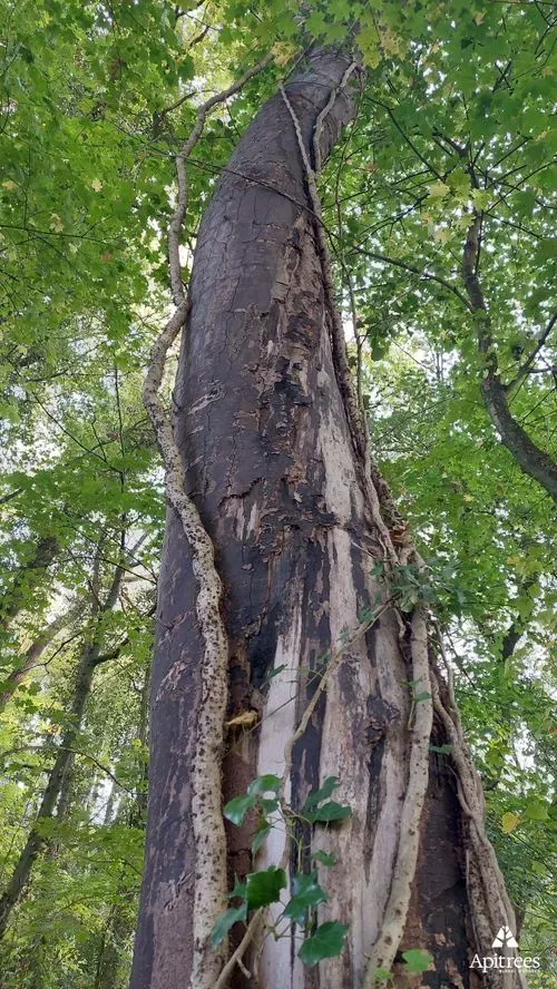 Ecorce d'un arbre