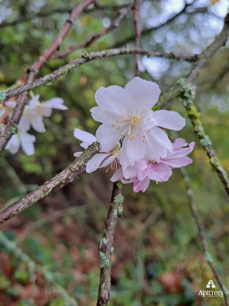 Fleurs d'un arbre dans le Parc Boël