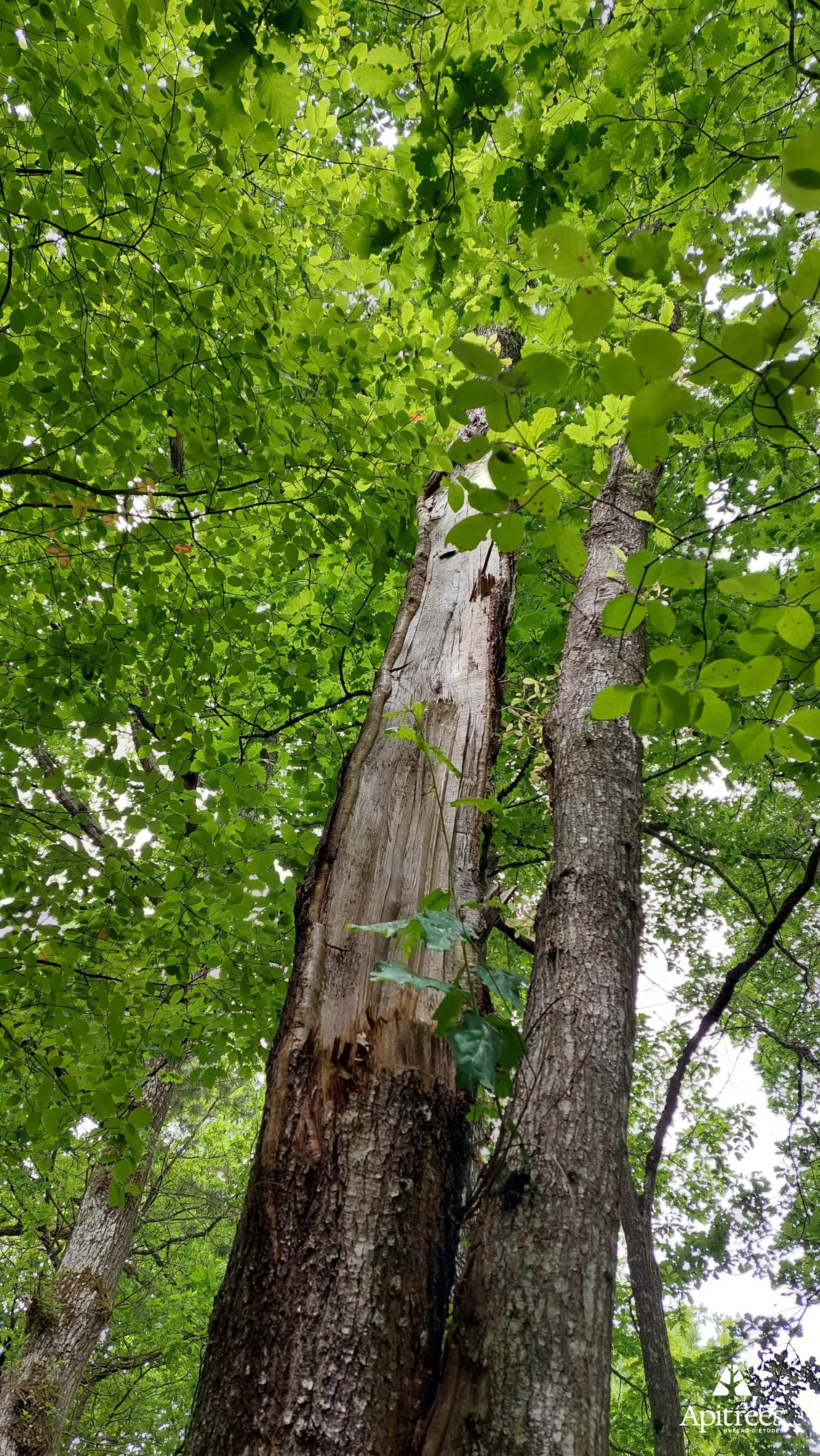 Arbre du center parcs de Bois Franc