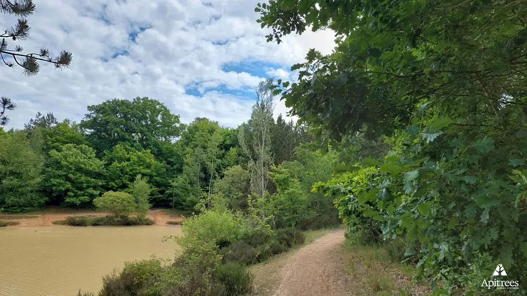 Zone humide boisée dans le center parc de Bois-Franc