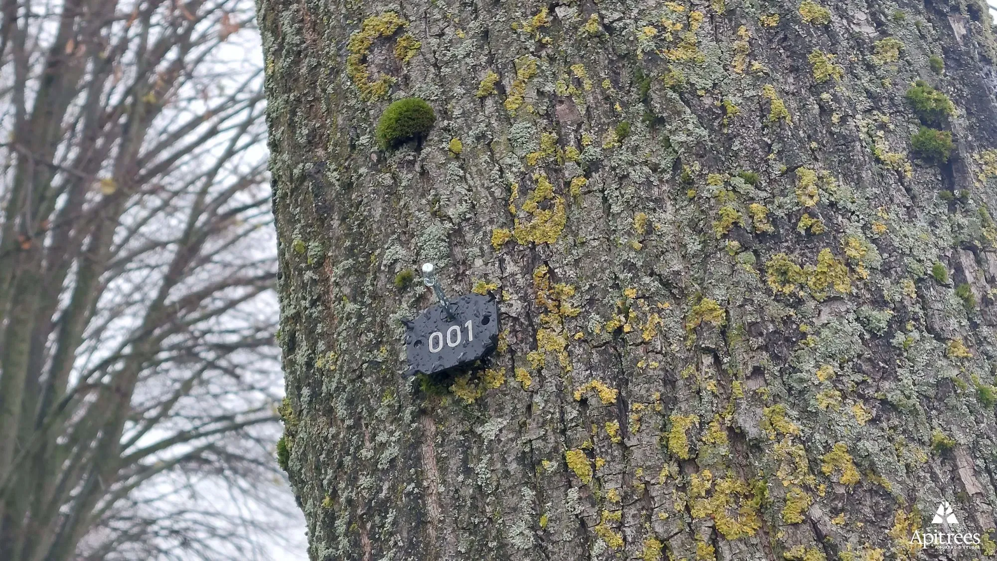 Plaquette de numération d'un arbre pour une drève à Walhain