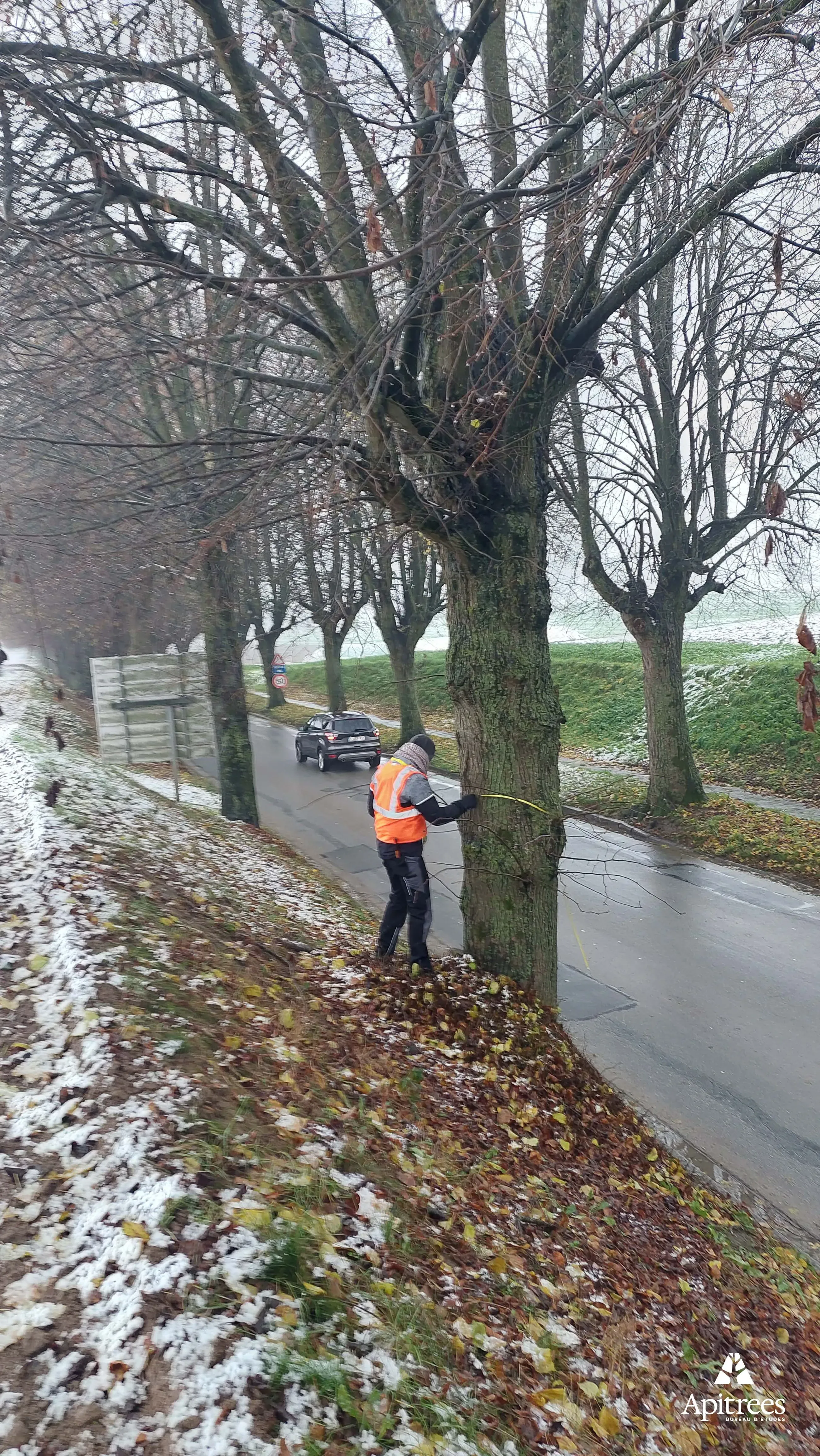 Prise de mesure d'un arbre à Walhain