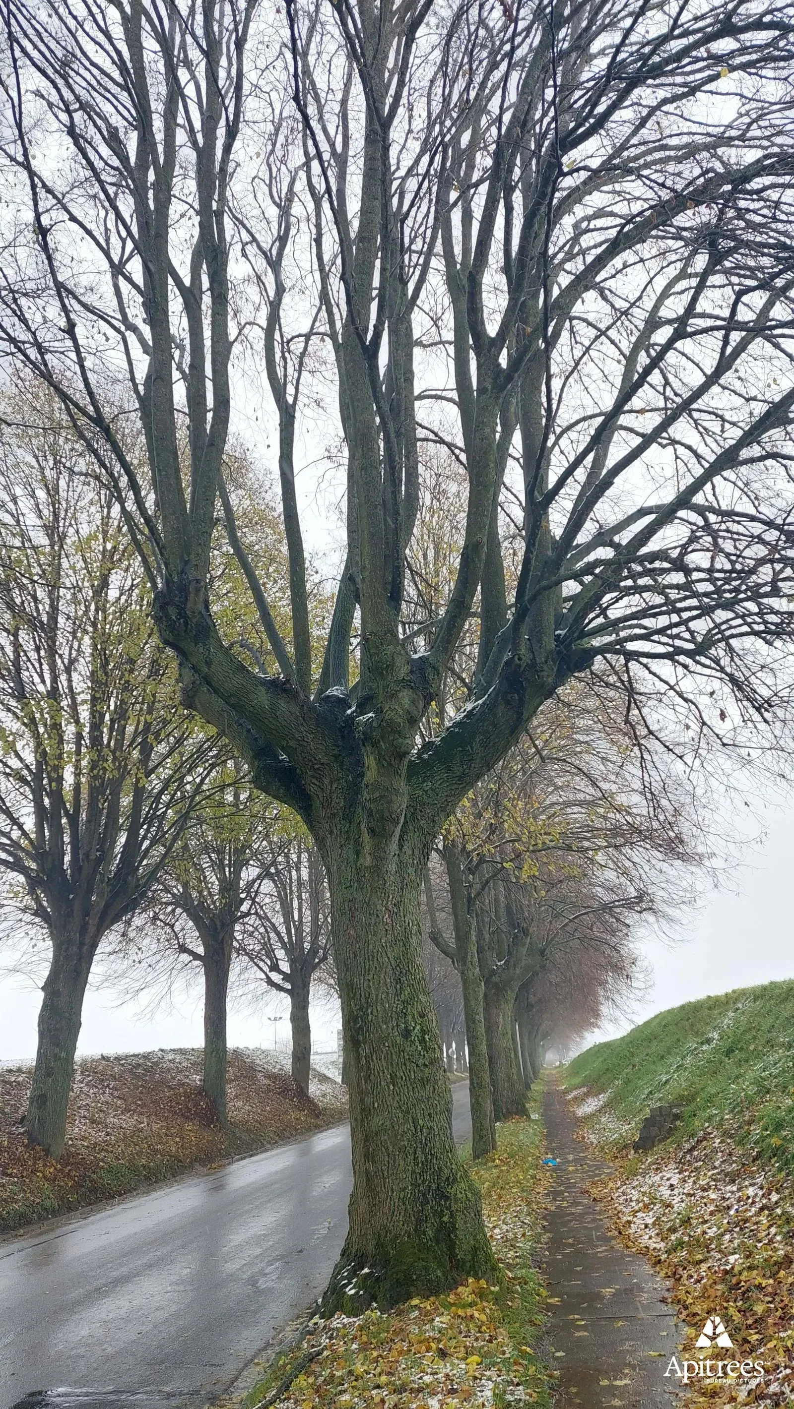Arbre de la drève de Walhain