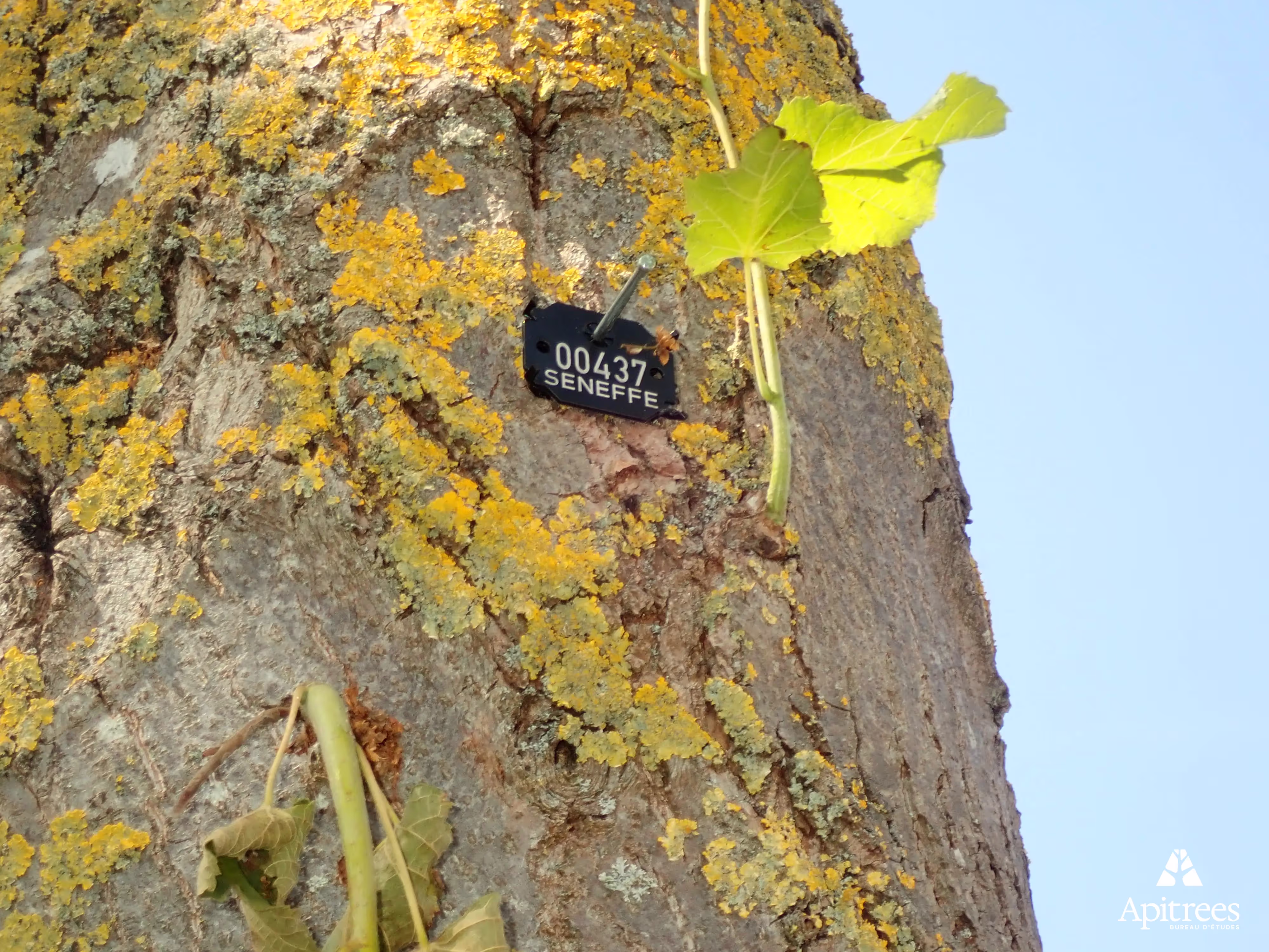 Plaquette de numérotation d'un arbre pour la commune de Seneffe