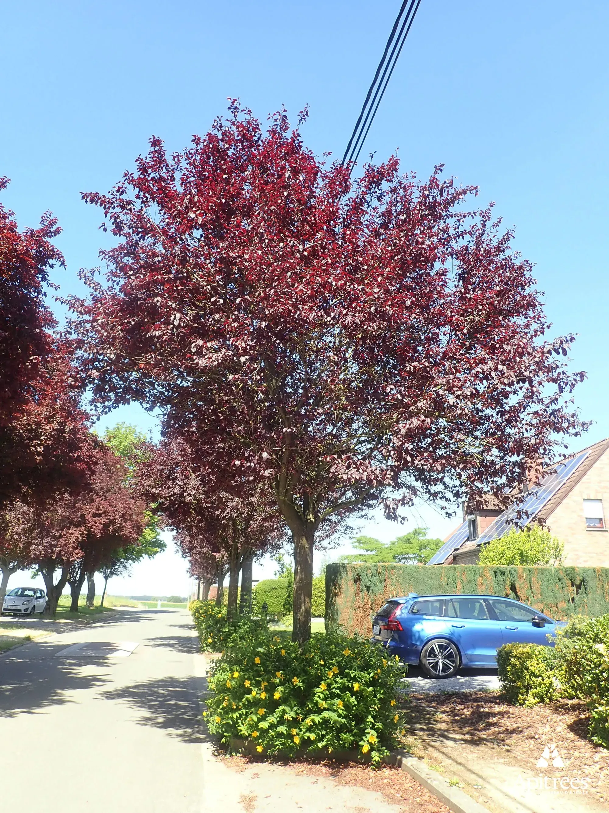 Rue arborée à Seneffe