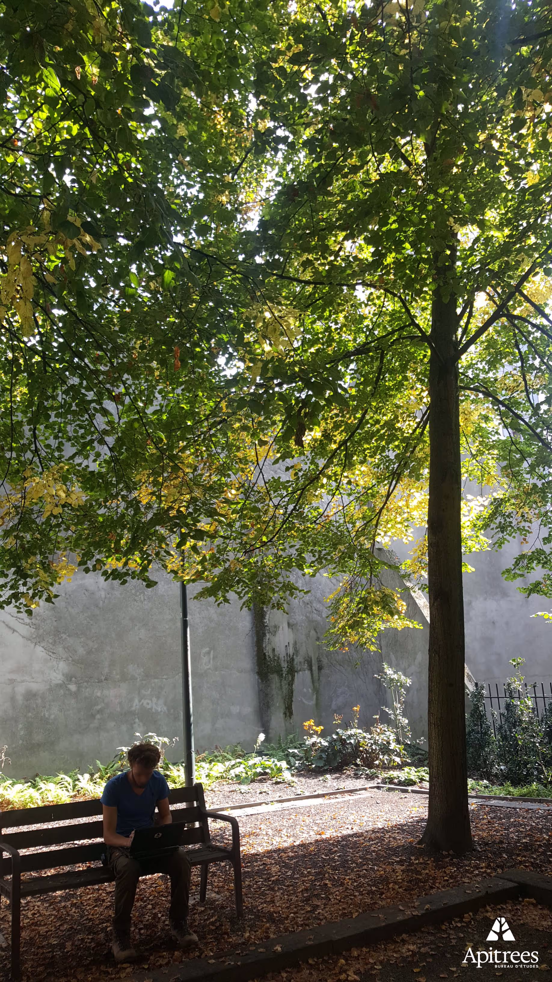 Inventaire des arbres d'un parc de la commune de Saint-Gilles à Bruxelles