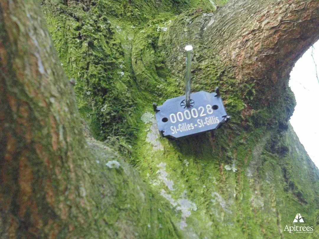 Plaquette de numérotation des arbres pour la commune de Saint-Gilles