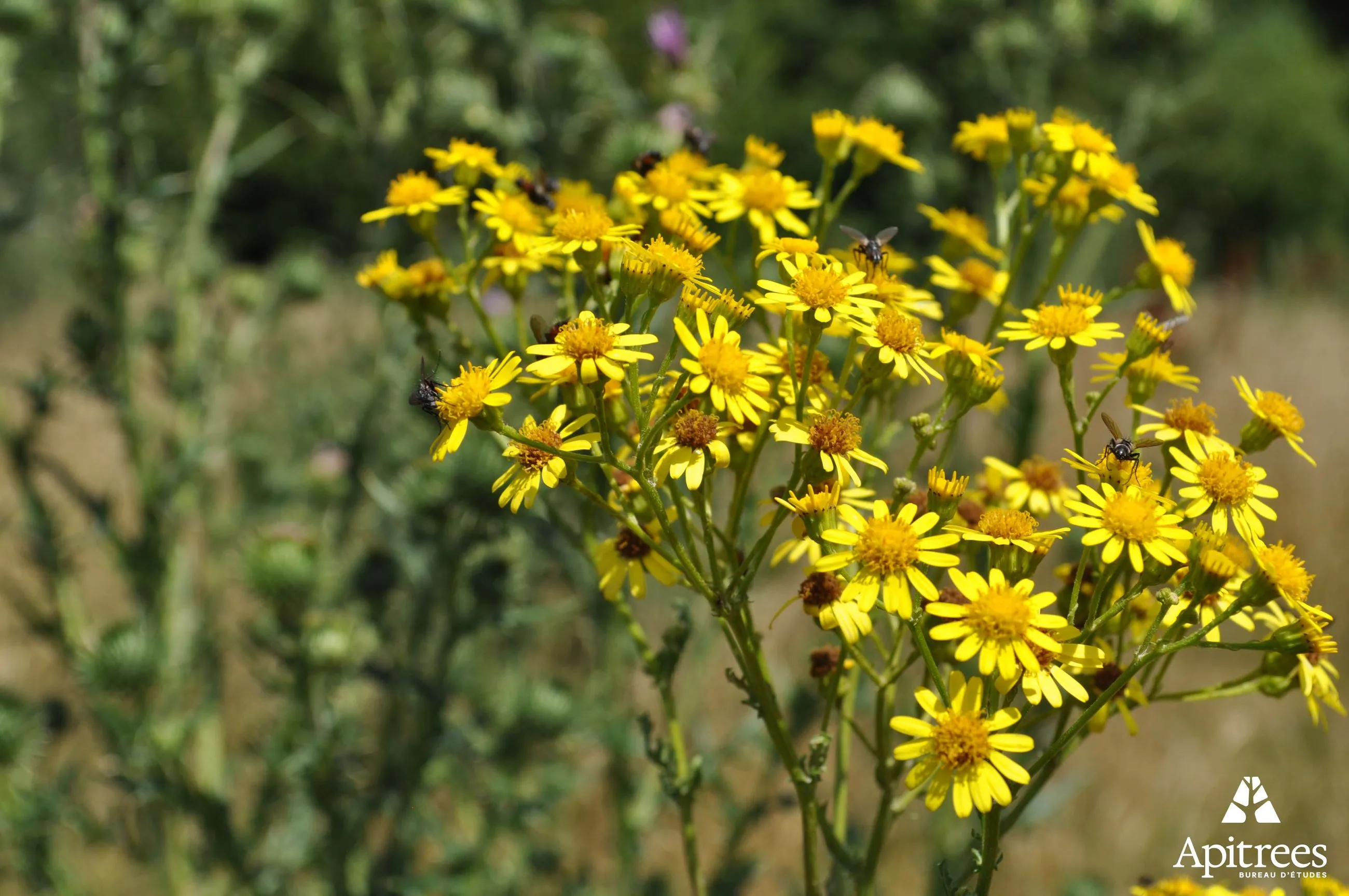 Inventaire de la biodiversité dont la biodiversité florale