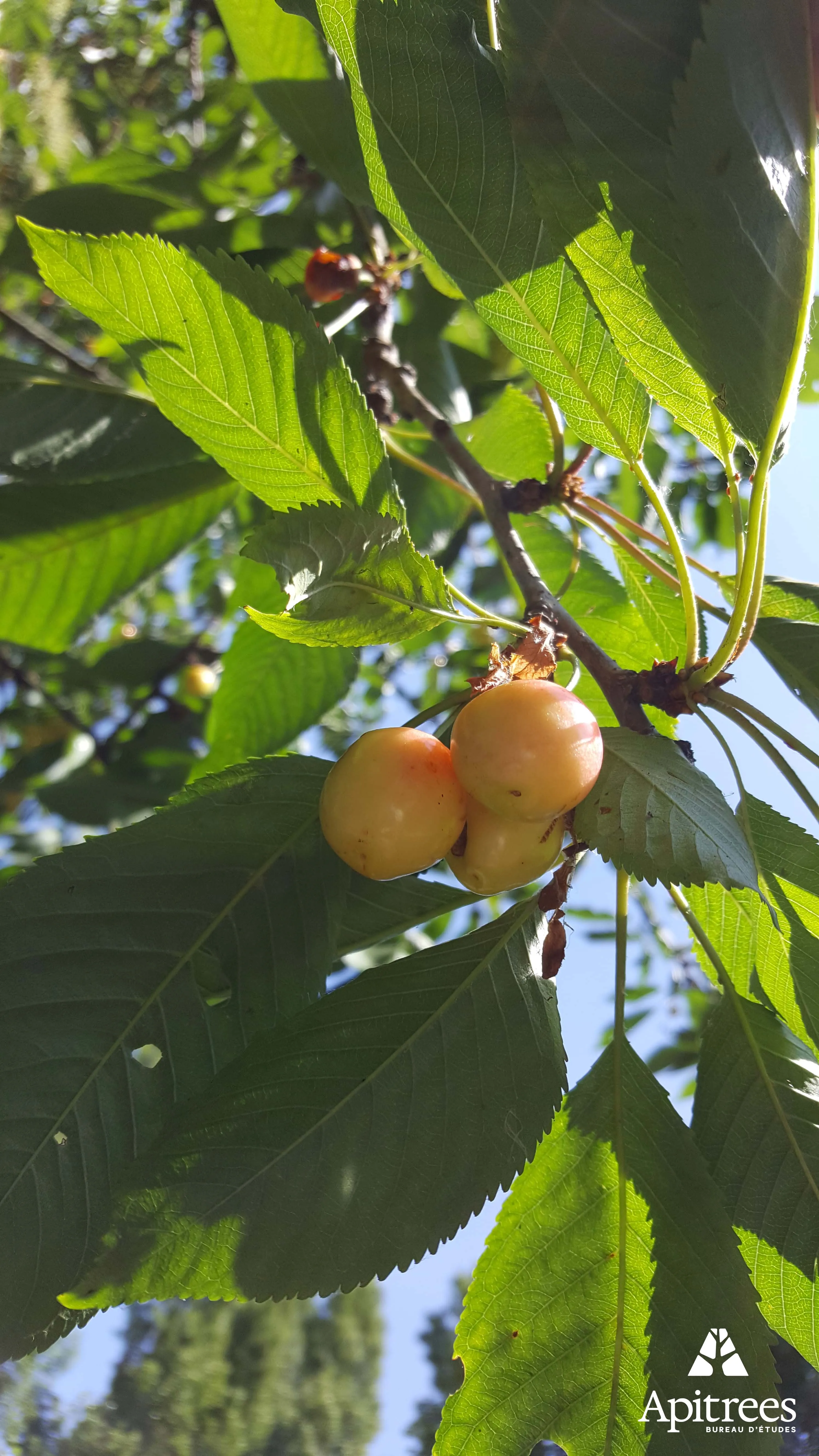 Arbre fruitier