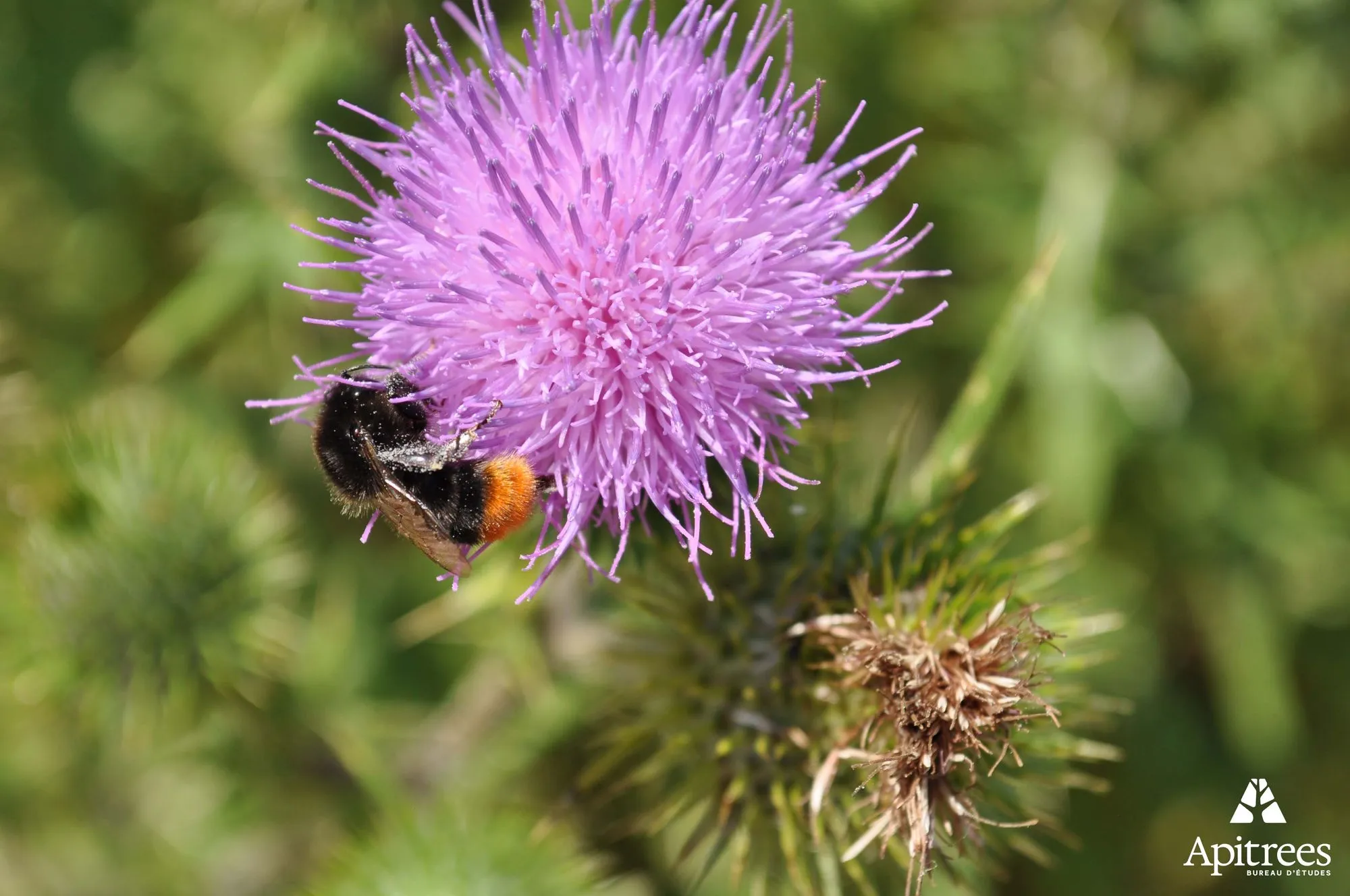 Pollinisateur sur un chardon
