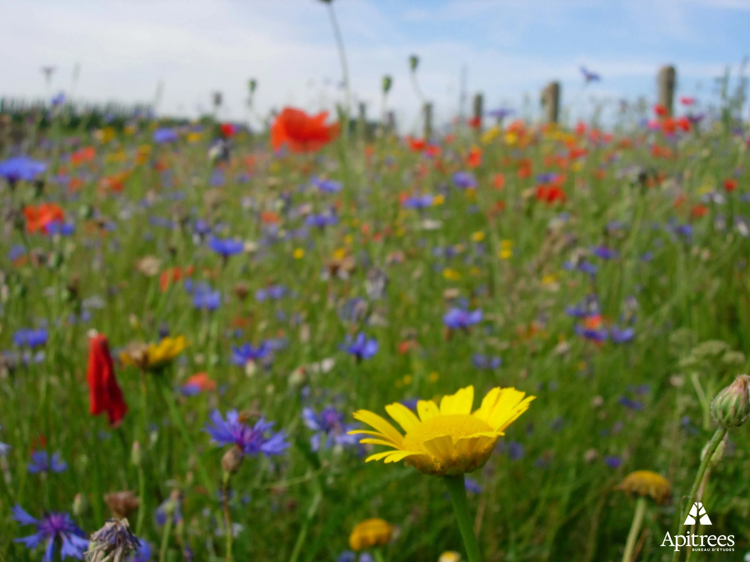 Illustration d'une prairie fleurie