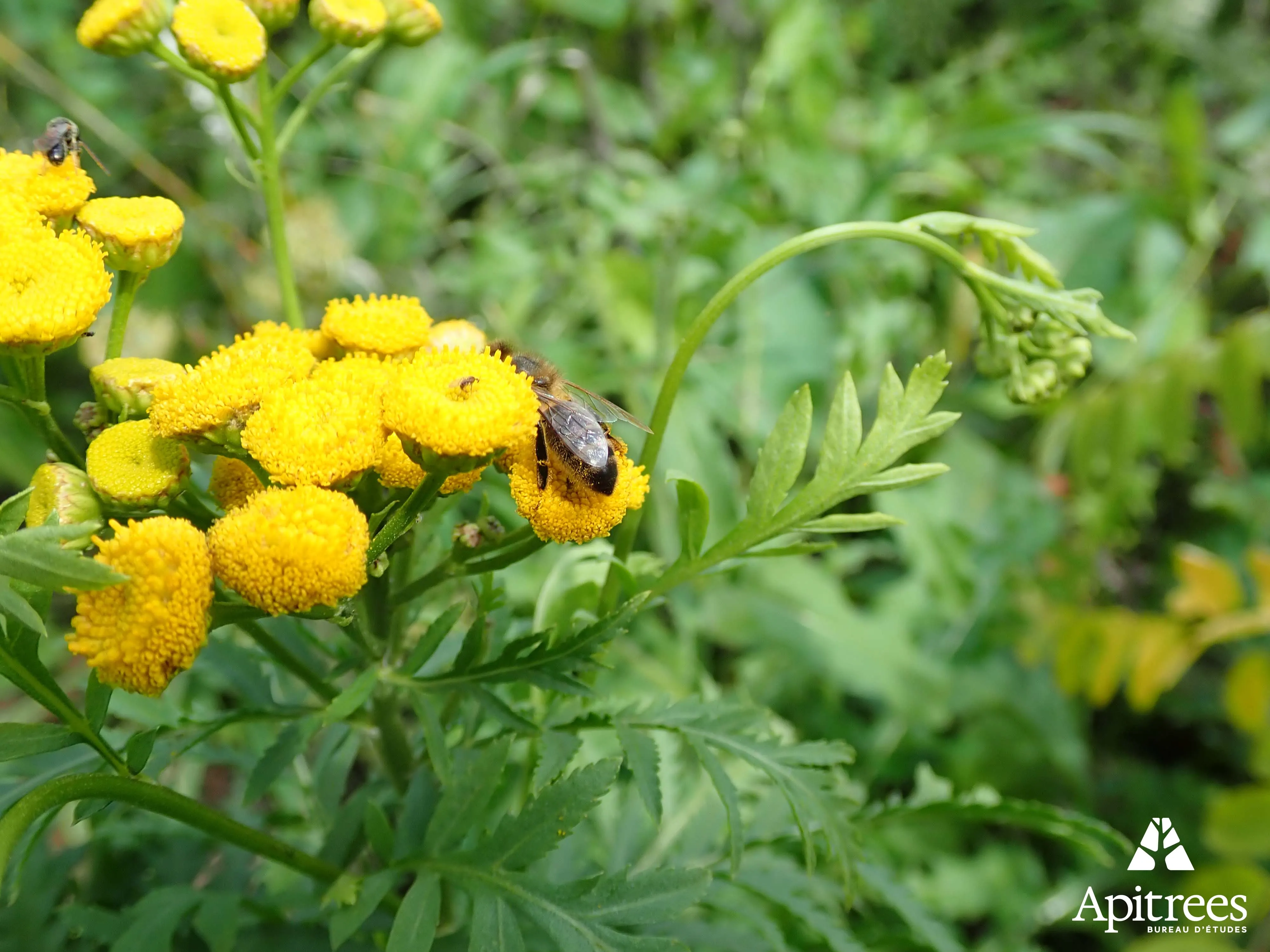 Inventaire de la biodiversité du centre d'enfouissement de Engis