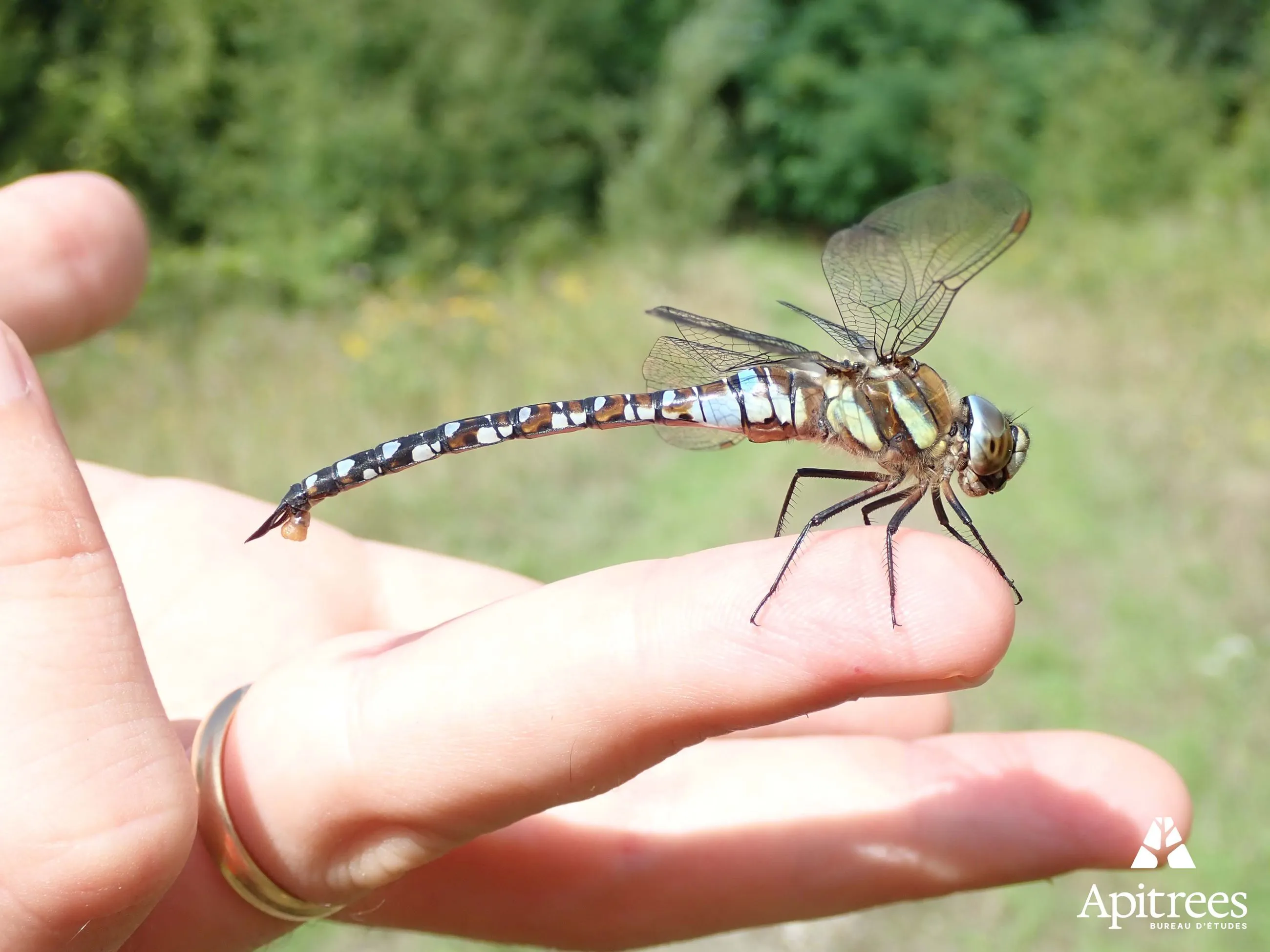 Inventaire de la biodiversité du centre d'enfouissement de Engis