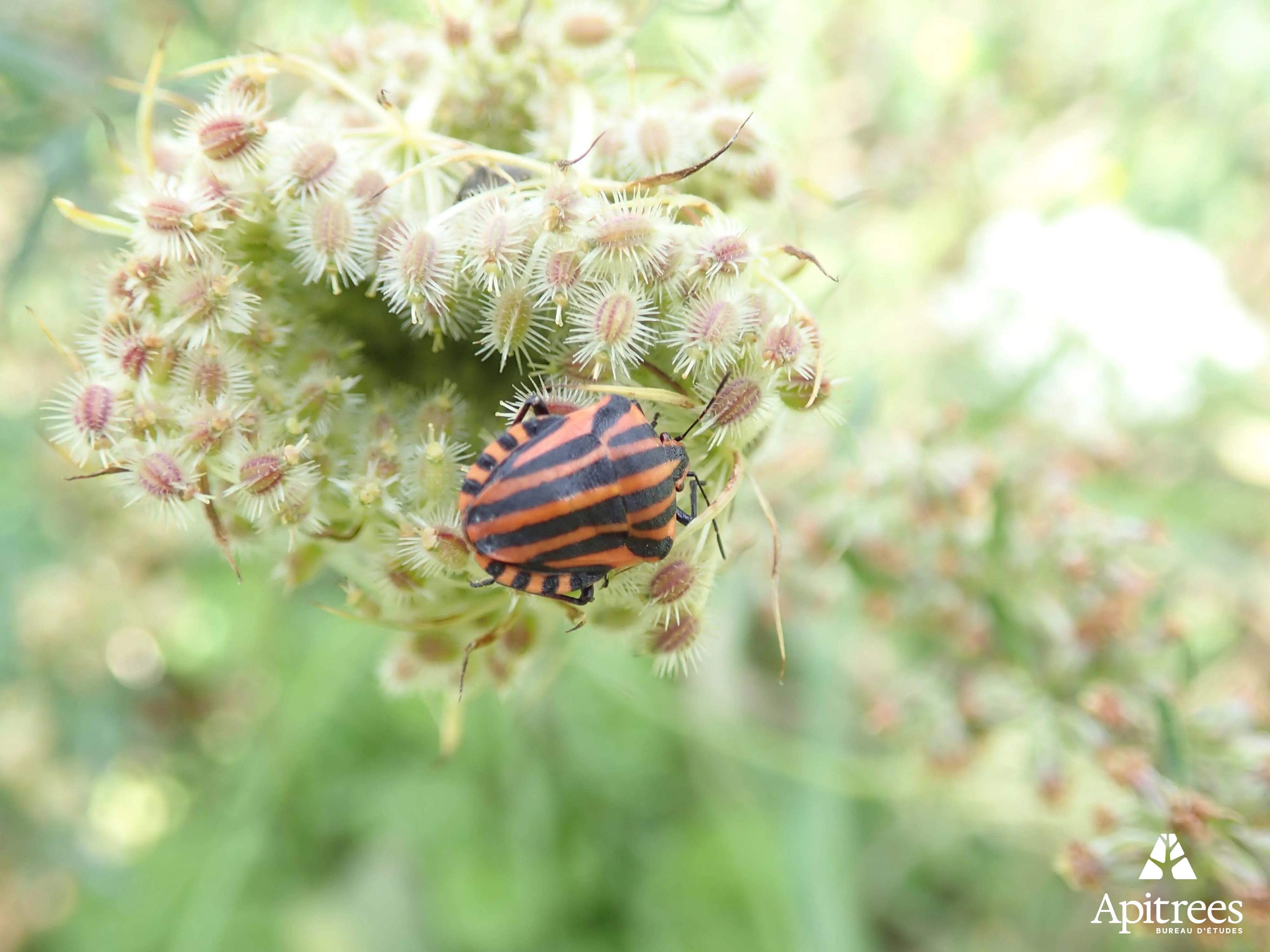 Inventaire de la biodiversité du centre d'enfouissement de Engis