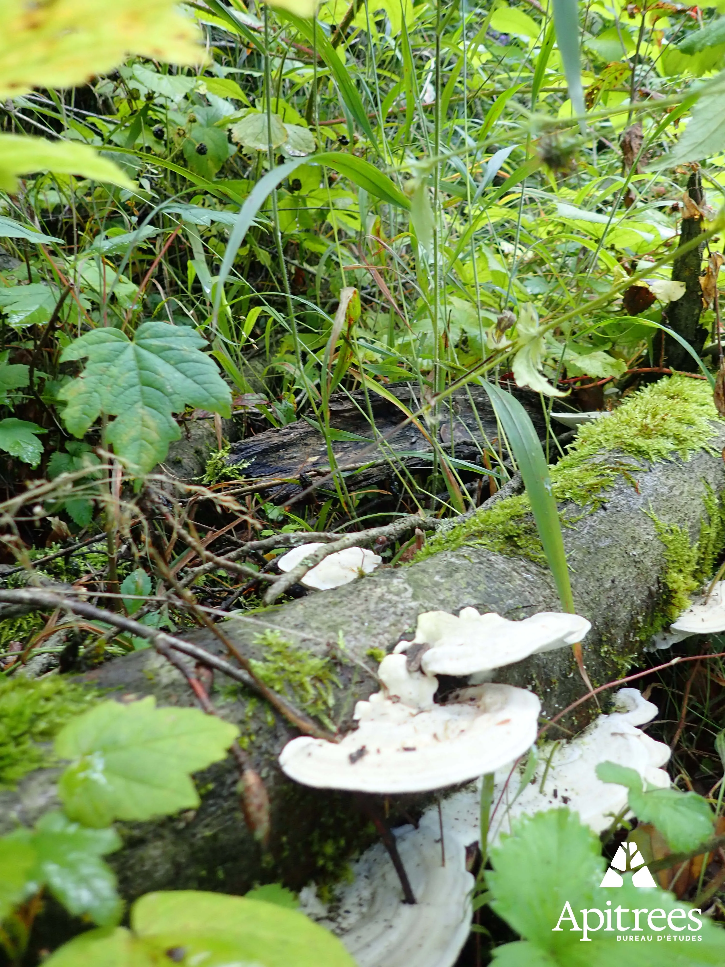 Inventaire de la biodiversité du centre d'enfouissement de Engis