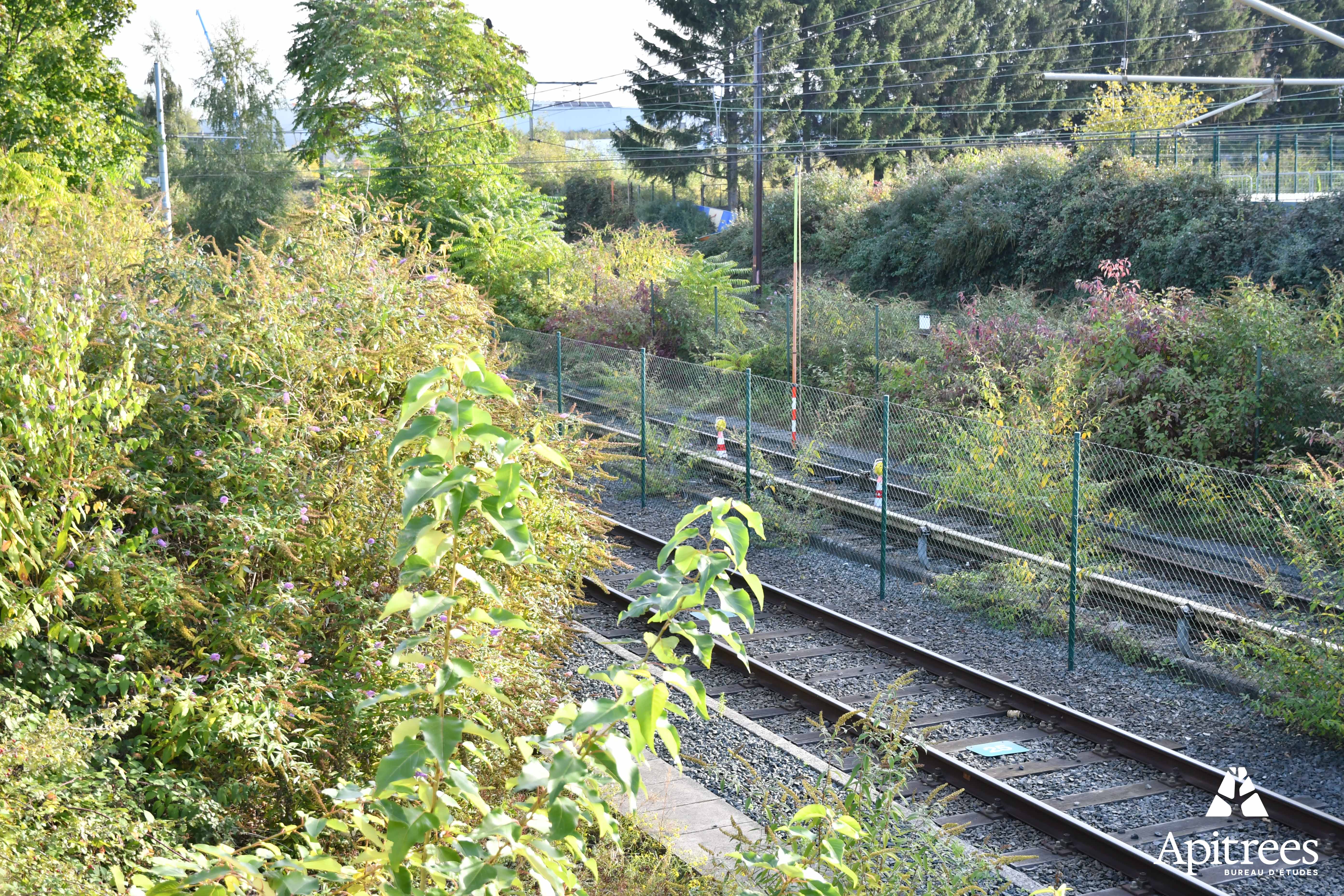 Inventaire de flore sur le réseau de la stib