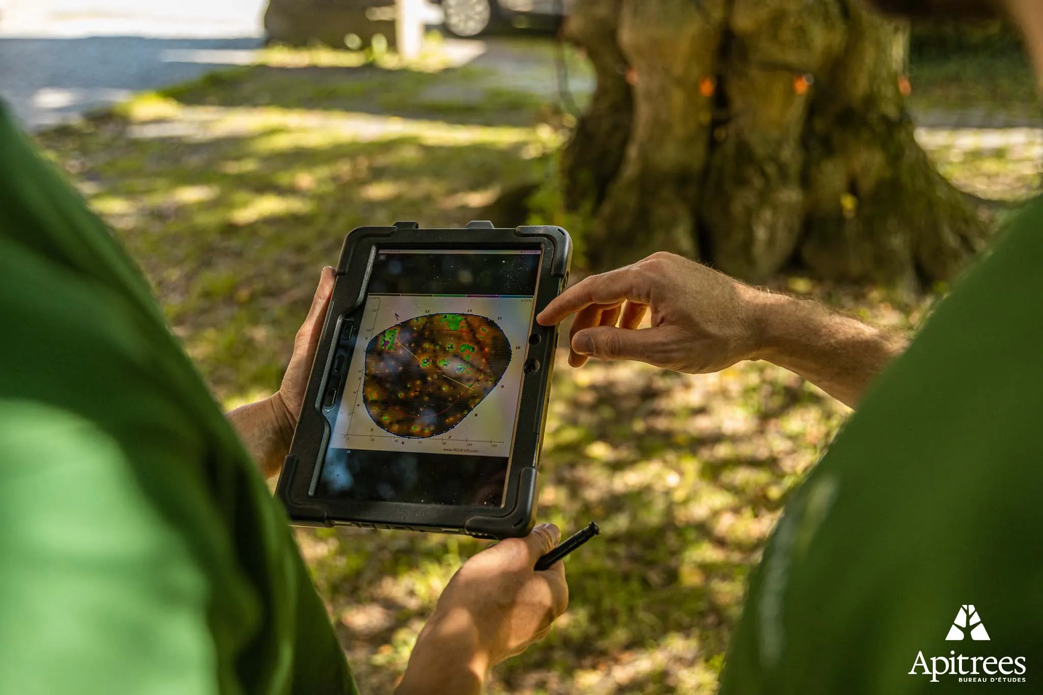 Analyse des résultats de la tomographie de l'arbre