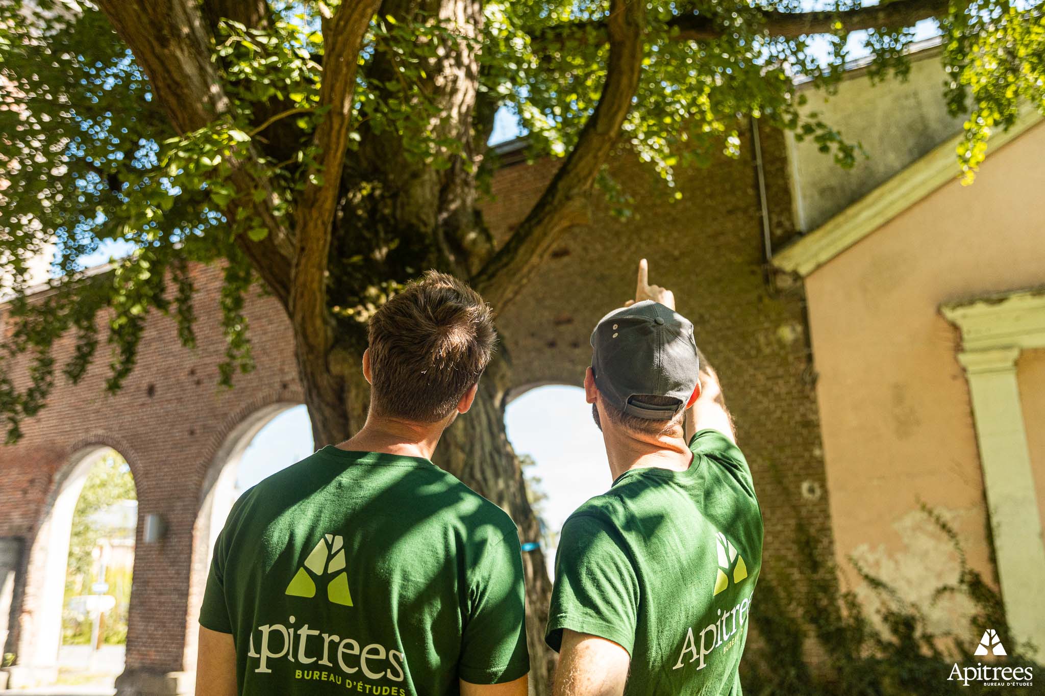 2 arboristes face à un arbre