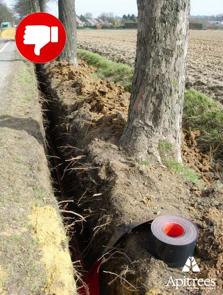 Mauvais exemple de travaux en tranchée autour d'un arbre, sectionnant les racines