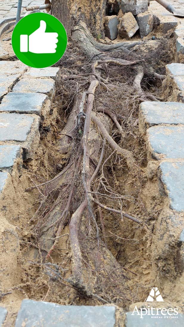Bon exemple de travaux autour des racines d'un arbre avec investigation pour trouver les racines avant le début du chantier