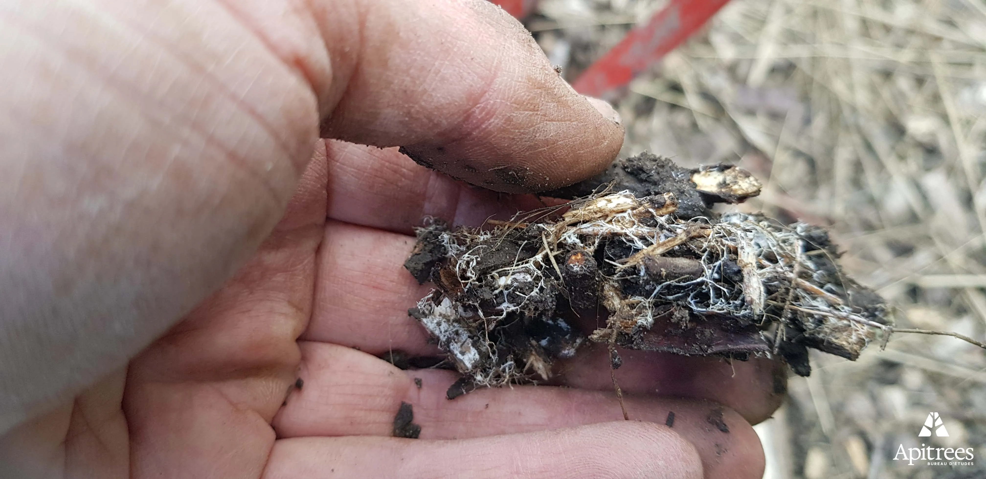 Paillage et mycélium 
