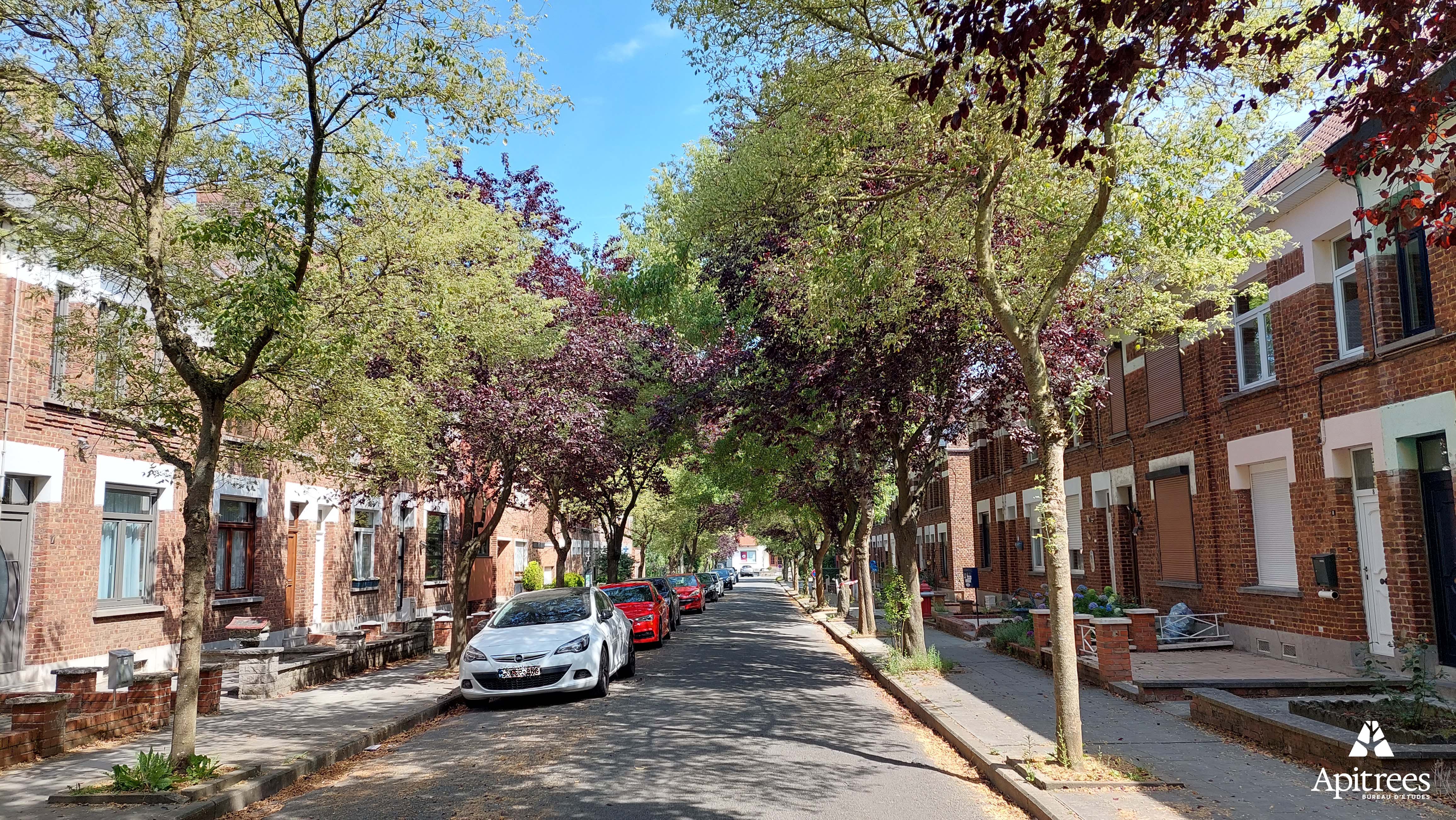 Arbres urbains dans une rue ensoleillée