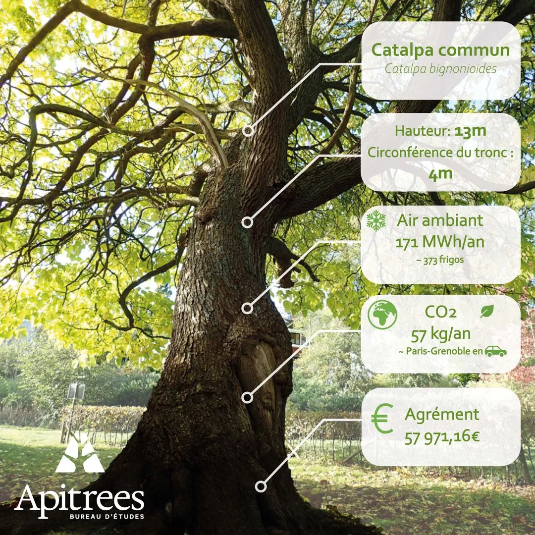 Catalpa