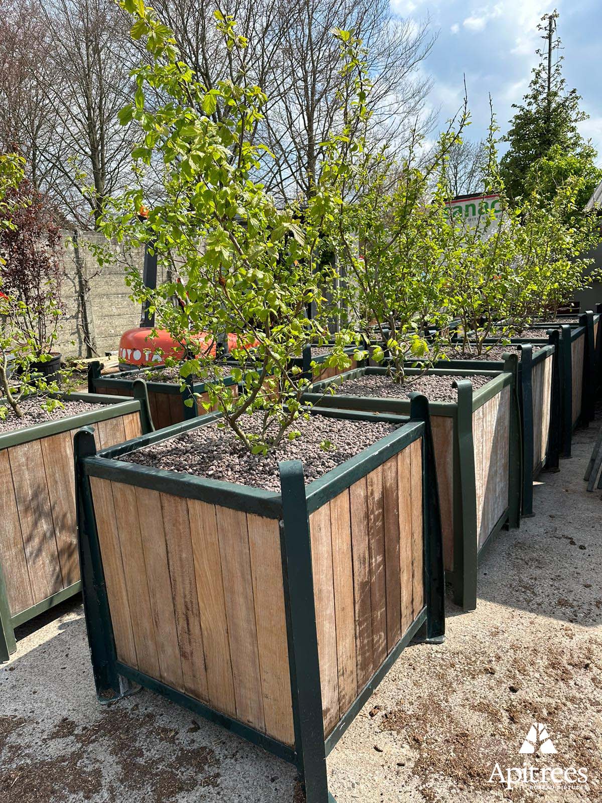 Installation test d'arbres en bac à Lauwin-Planque