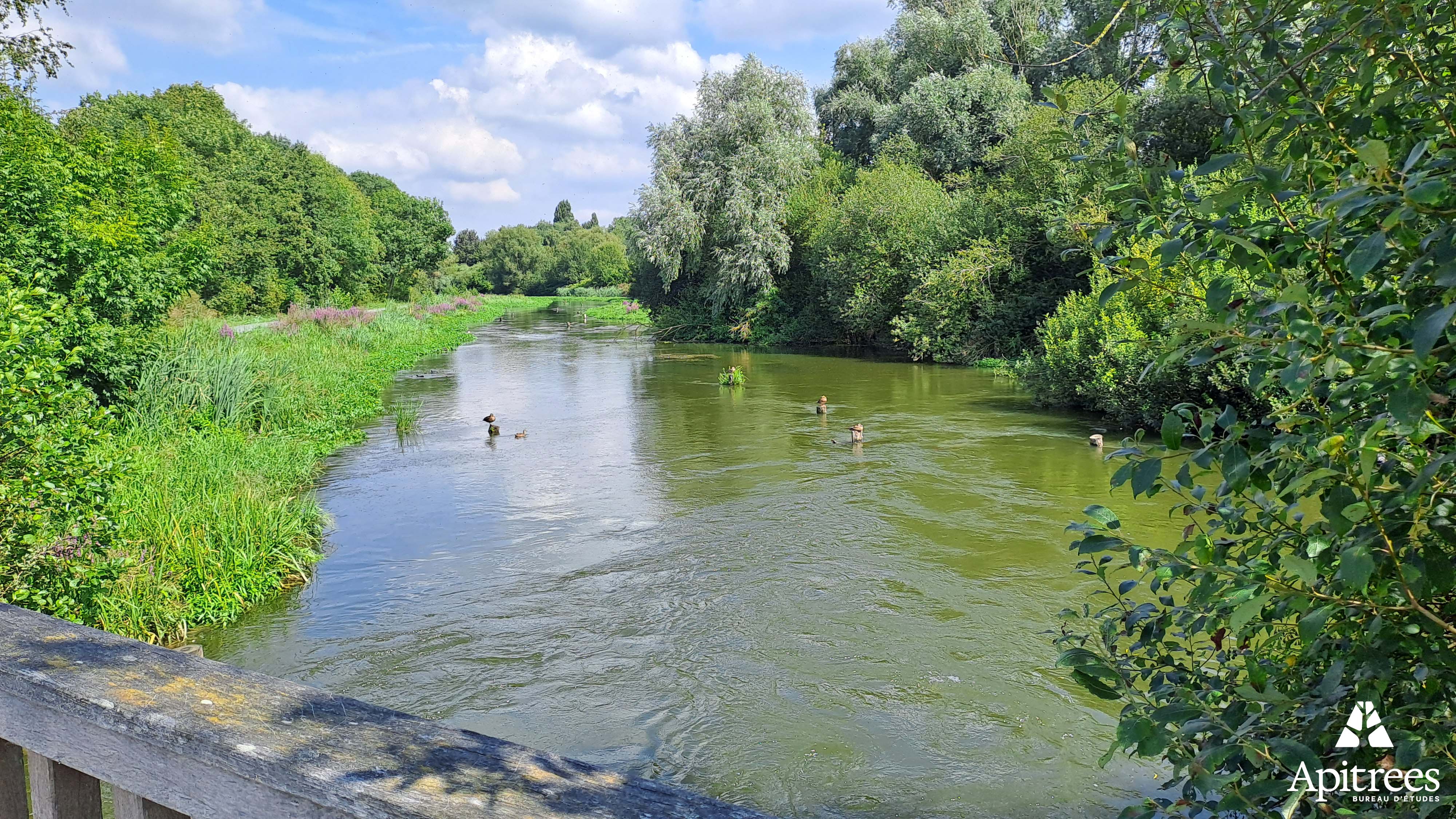 Zone humide à Comines-Warneton